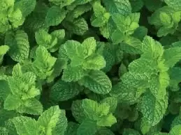 Discover the Blooms: Top Ten Hardy Flowering Shrubs for Canberra's Varied Climate! Mint Bush