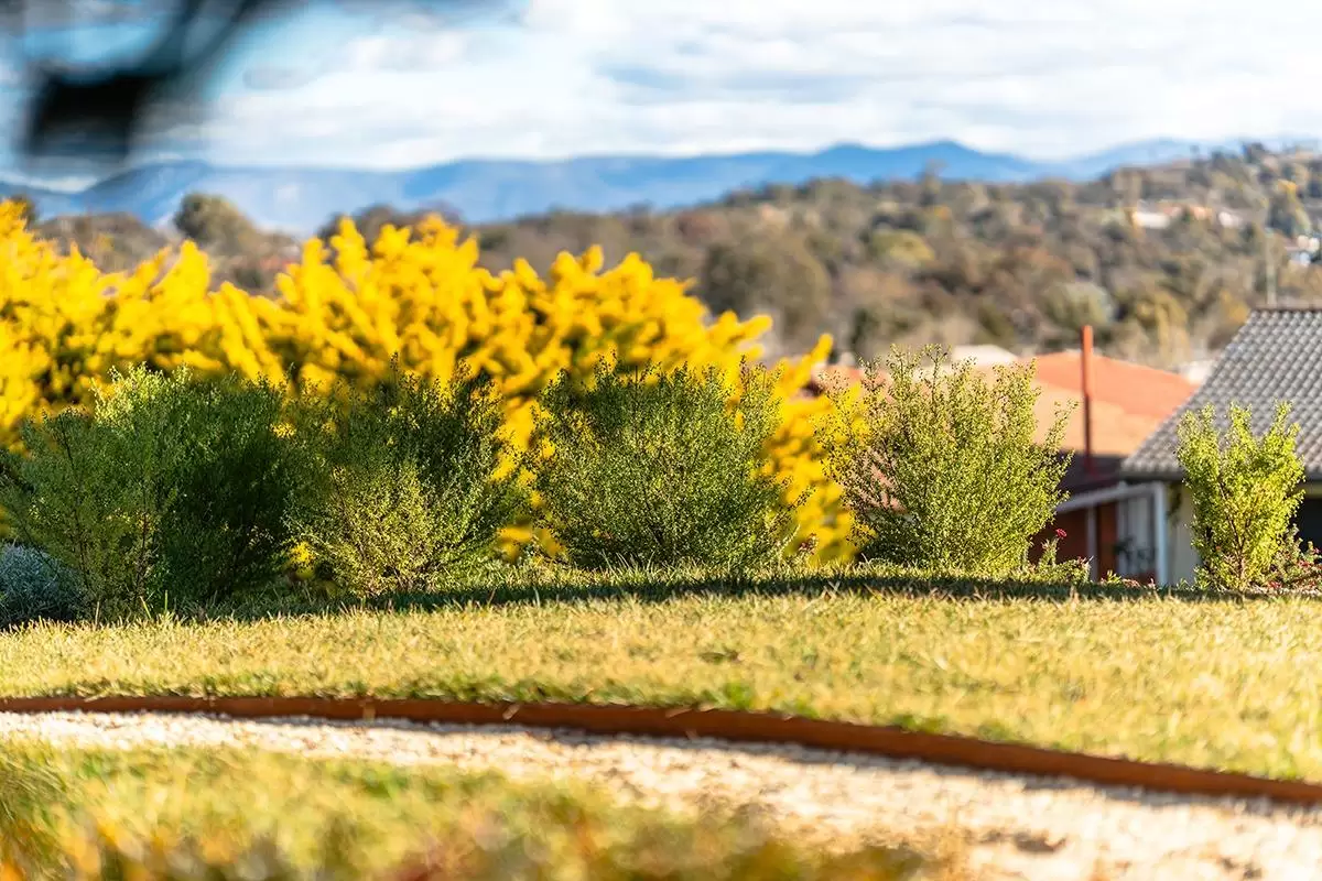 Close-up of a lawn with Corten steel edging and yellow flowering shrubs, with hills behind