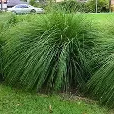 Unveil the Potential: Contemporary Front and Rear Yard Design Ideas for Canberra's Climate Terraced Planters for Texture