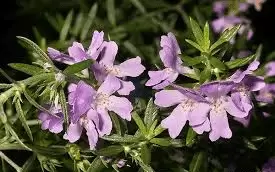 Discover the Blooms: Top Ten Hardy Flowering Shrubs for Canberra's Varied Climate! Wynyabbie Gem
