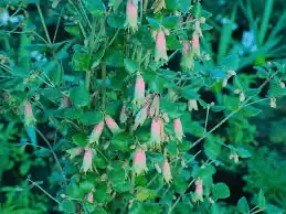 Discover the Blooms: Top Ten Hardy Flowering Shrubs for Canberra's Varied Climate! Marian's Marvel