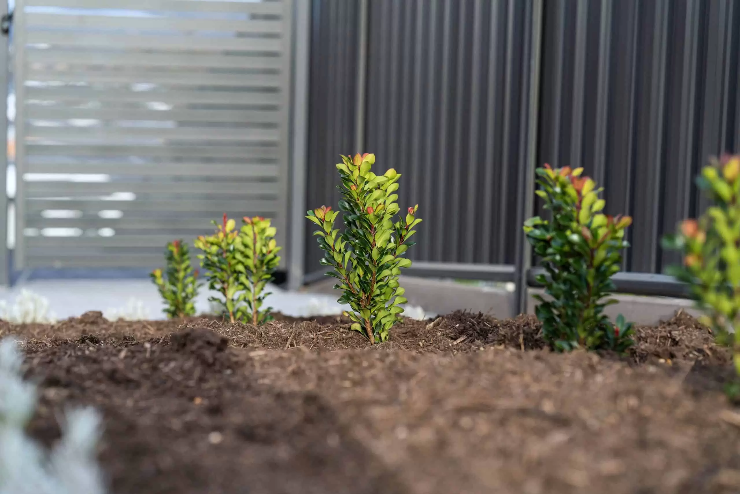 Taylor In-Depth Landscaping Garden Plants