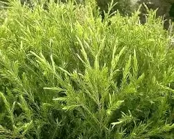 Discover the Blooms: Top Ten Hardy Flowering Shrubs for Canberra's Varied Climate! Revolution Green