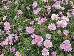 Unveil the Potential: Contemporary Front and Rear Yard Design Ideas for Canberra's Climate Brachyscome multifida