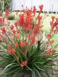 Unveil the Potential: Contemporary Front and Rear Yard Design Ideas for Canberra's Climate Bold Bloomers