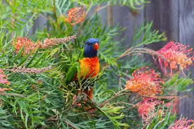 Discover the Blooms: Top Ten Hardy Flowering Shrubs for Canberra's Varied Climate! Robyn Gordon
