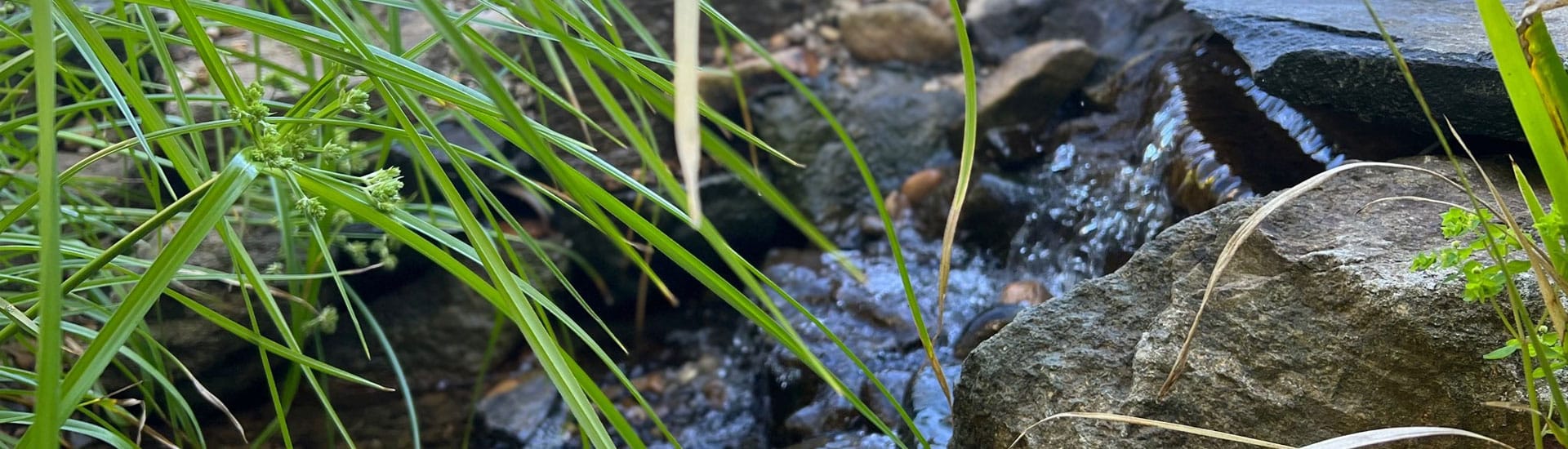 aquascaping-indepth