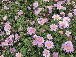 Brachyscome multifida