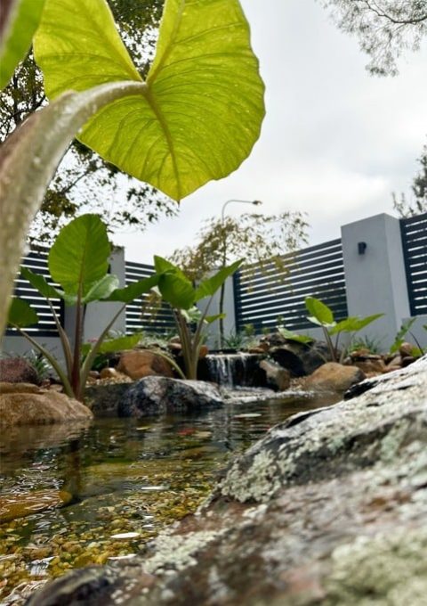 canberra-aquascape-pond-design.jpg